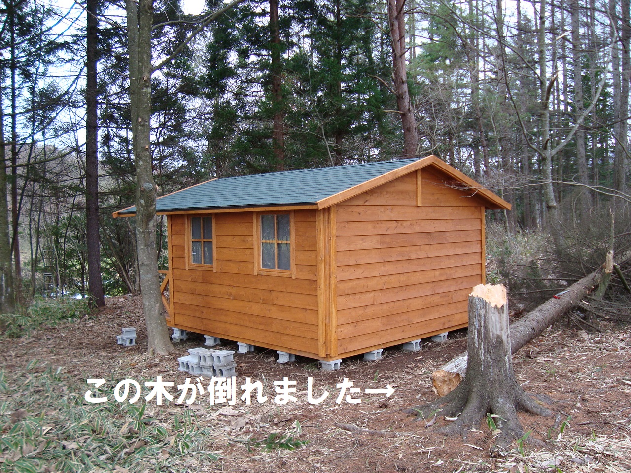 建築途中の小屋の横の木が倒れた