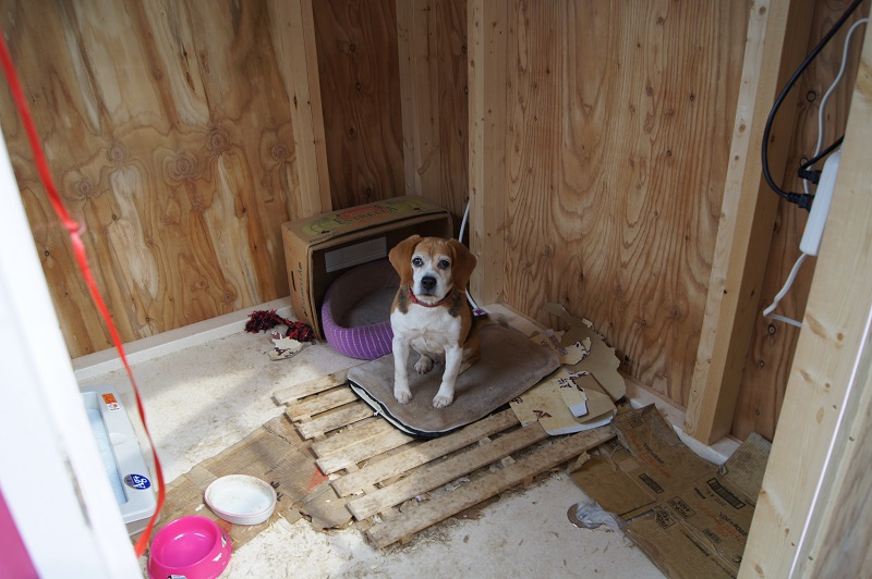 木製ペット小屋は物置などのように人間が入れるサイズなので、掃除する時が楽です。