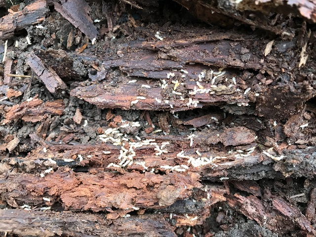 シロアリは木材が腐朽した箇所から食害することが多いようです。