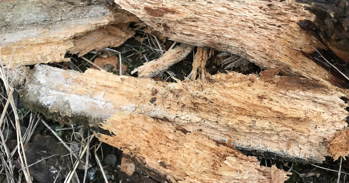 カビも腐朽菌があるので、シロアリと加速度的に木建材を腐らせます。